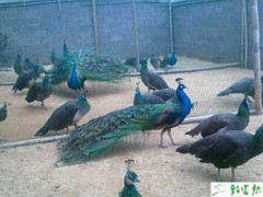 蓝孔雀养殖提高受精率的措施