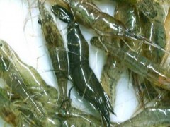 河虾养殖的方法,水质是重中之重,适时增氧积极消