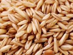 燕麦米功效与作用,燕麦米营养价值