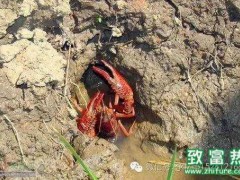 河蟹养殖户清塘是为明年更好的养殖,不能乱用清