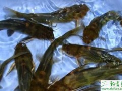 网箱养殖黄颡鱼之鱼种的投放