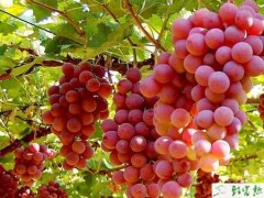 种葡萄怎样防治葡萄黑豆病