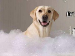 宠物店给狗狗洗澡多少钱一次,狗狗洗澡后发抖是