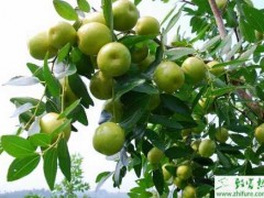种枣树常用的四种嫁接方法