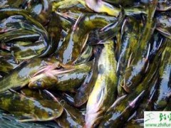 养殖黄颡鱼钩介幼虫病的防治