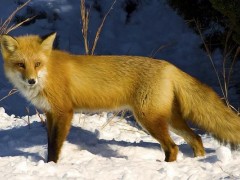 狐狸市场价格多少钱一只,狐狸有灵性吗