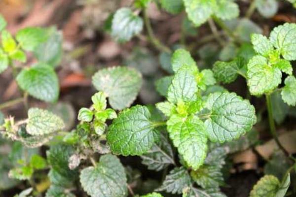 香水草图片大全 香水草花语及寓意