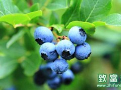 蓝莓的营养价值和功效,蓝莓的储存方法
