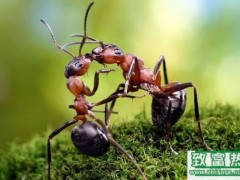 蚂蚁的功效与作用,蚂蚁吃了的好处