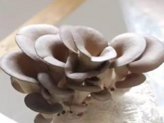 自己在家如何种蘑菇,蘑菇是怎么长出来的