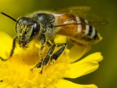 养蜂夏季蜂群管理需要注意的