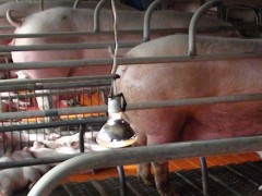 农村小型养猪场污水处理方法,500头猪场粪便处理
