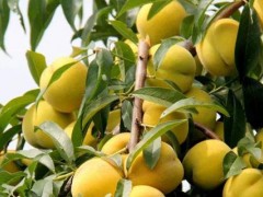未来五年种植黄桃怎样?效益和前景分析