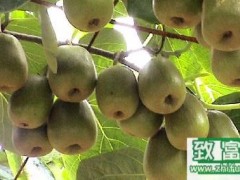 在湖南可以种植什么水果?猕猴桃的种植方法