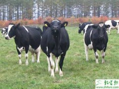 养殖奶牛稳产的饲养要点
