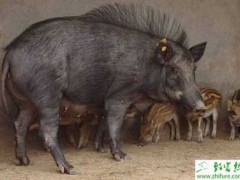 养殖野猪的常见几个误区
