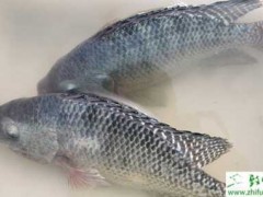 养殖罗非鱼生长旺季水质的管理