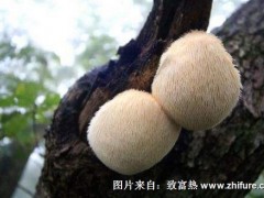 2017种猴头菇赚钱吗?2017种猴头菇前景及市场价格