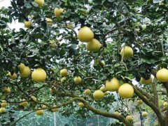 柚子施肥方法和时间