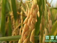 大米的营养价值和功效,如何区分真大米和人造大