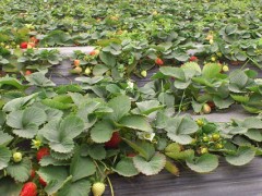 草莓好种植吗?一年四季都能种,4个月左右就成熟