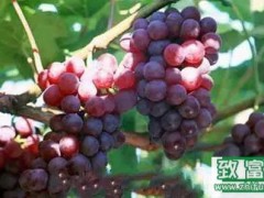 南方适合种植什么水果有哪些?