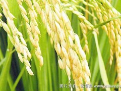 2018种水稻赚钱吗?水稻种植的利润与投资成本及前