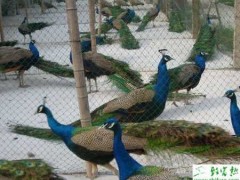养殖蓝孔雀繁育的技术
