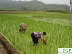 种水稻生长后期倒伏、早衰、贪青的预防