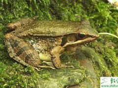 养殖林蛙蝌蚪期和变态期管理