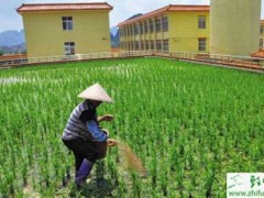 种水稻拔节长穗期的田间管理