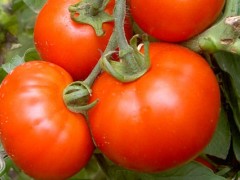 西红柿种植时间和技术,管理主要为除草和施肥