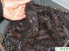 海参养殖烂胃病的防治