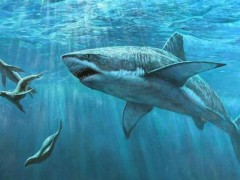 鲨鱼骨的功效与作用及禁忌,鲨鱼骨怎么吃