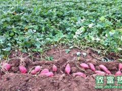 2017种红薯赚钱吗?2017红薯种植前景及市场价格行
