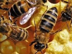 蜜蜂的养殖技术,加强蜂群管理