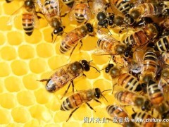 养蜂怎样防蚂蚁?