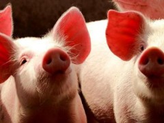 猪催肥的简单方法,使用催肥剂有效果吗