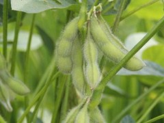 黄豆怎么种植方法,什么时间种