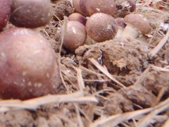 大球盖菇高产栽培技术,大球盖菇每平方米有多少