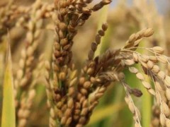 水稻打叶面肥时机,多高温度下使用?