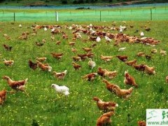 养鸡鸡疫苗保存的经验