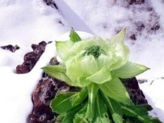 冰山雪莲功效与作用及禁忌,冰山雪莲药用价值