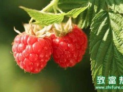 2017种树莓赚钱吗?2017种树莓前景及市场价格行情