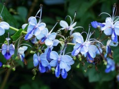 蓝蝴蝶花茶的功效与作用及禁忌,蓝蝴蝶花茶冲泡