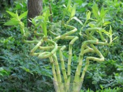 富贵竹怎么水养(用什么水养),家庭水培富贵竹
