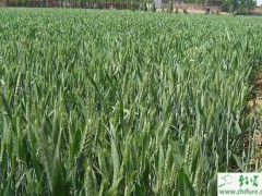 种小麦返青期如何看苗施肥