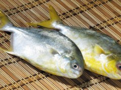 金鲳鱼市场价格多少钱一斤,金鲳鱼怎么清理干净