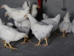 白羽肉鸡市场价格多少钱一斤,白羽肉鸡多少天出