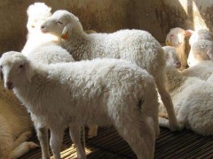 怎样养湖羊,湖羊养殖技术与注意事项